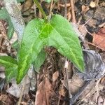 Passiflora capsularis Лист