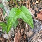 Passiflora capsularis Leaf