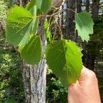 Populus grandidentata Folha