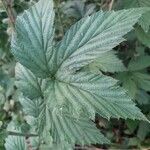 Filipendula ulmaria Blad