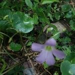 Oxalis violacea Flower