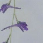 Delphinium gracile Квітка