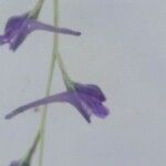 Delphinium gracile Kwiat