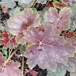 Heuchera americana 葉