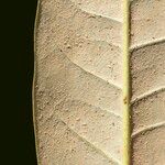 Rhododendron niveum Leaf