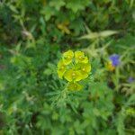Euphorbia esula Flower