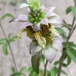 Monarda punctataFleur