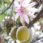 Passiflora tripartita 果