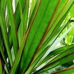 Dracaena reflexa Лист