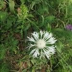 Centaurea lugdunensis Floro