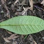Ficus pancheriana Leaf