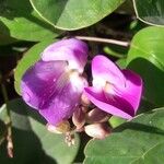 Canavalia rosea Floro