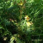 Hypericum linarioides Flower