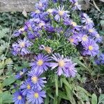 Symphyotrichum dumosum Habit