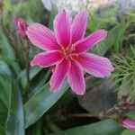 Lewisia longipetala ᱵᱟᱦᱟ