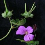 Geranium polyanthes Natur