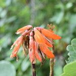 Erythrina arborescens عادت داشتن