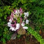 Cleome spinosaBlodyn