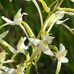 Platanthera bifoliaFlor