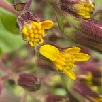 Roldana petasitis Flower