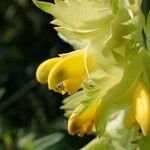 Rhinanthus major Flower