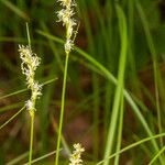 Carex brizoides Kvet
