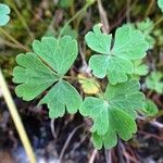 Aquilegia pyrenaica Blatt