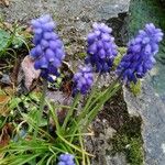 Muscari atlanticum ফুল