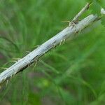 Ribes inerme Corteza