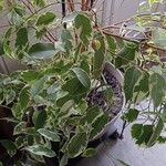 Ficus benjamina পাতা