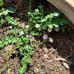 Phacelia bipinnatifida Flor