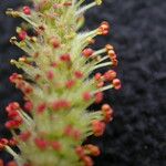 Salix obscura Flower