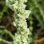 Atriplex littoralis Leaf