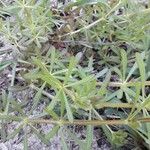 Galium aparine Φύλλο