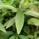 Ruellia humilis Leaf