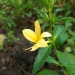Barleria prionitis Kvet