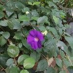 Thunbergia erecta ফুল