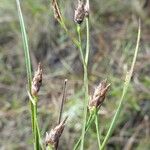 Rhynchospora eximia Fruto