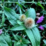 Centaurea phrygia Фрукт