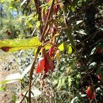 Kennedia rubicunda Flower