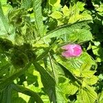 Malva setigera Habit