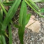 Digitaria sanguinalis Лист