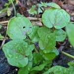 Rorippa nasturtium-aquaticum Leaf