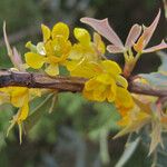 Berberis trifoliolata Цвят