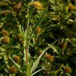 Bidens radiata Other