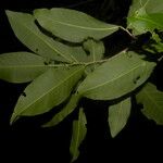Casearia corymbosa Blad