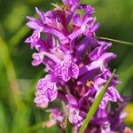 Dactylorhiza urvilleana Flower