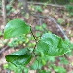 Smilax rotundifolia Leaf