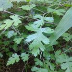 Crataegus marshallii Leaf