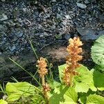 Orobanche flava Flower